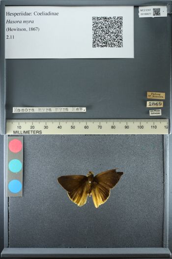 Media type: image;   Entomology 186677